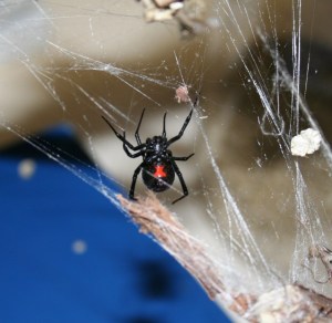black_widow_spider1