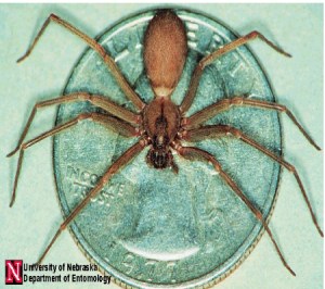 brown_recluse11