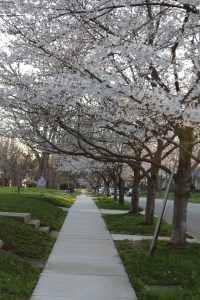 sb-cherry-blossoms-trees-in-nashville-5
