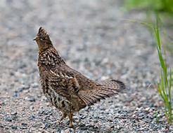 Grouse