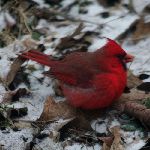 sq-northern-cardinal