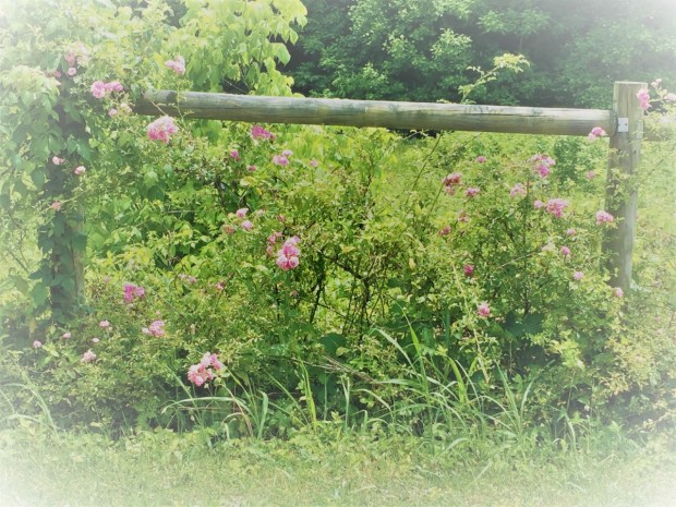 thumbnail_Fence Post (2)